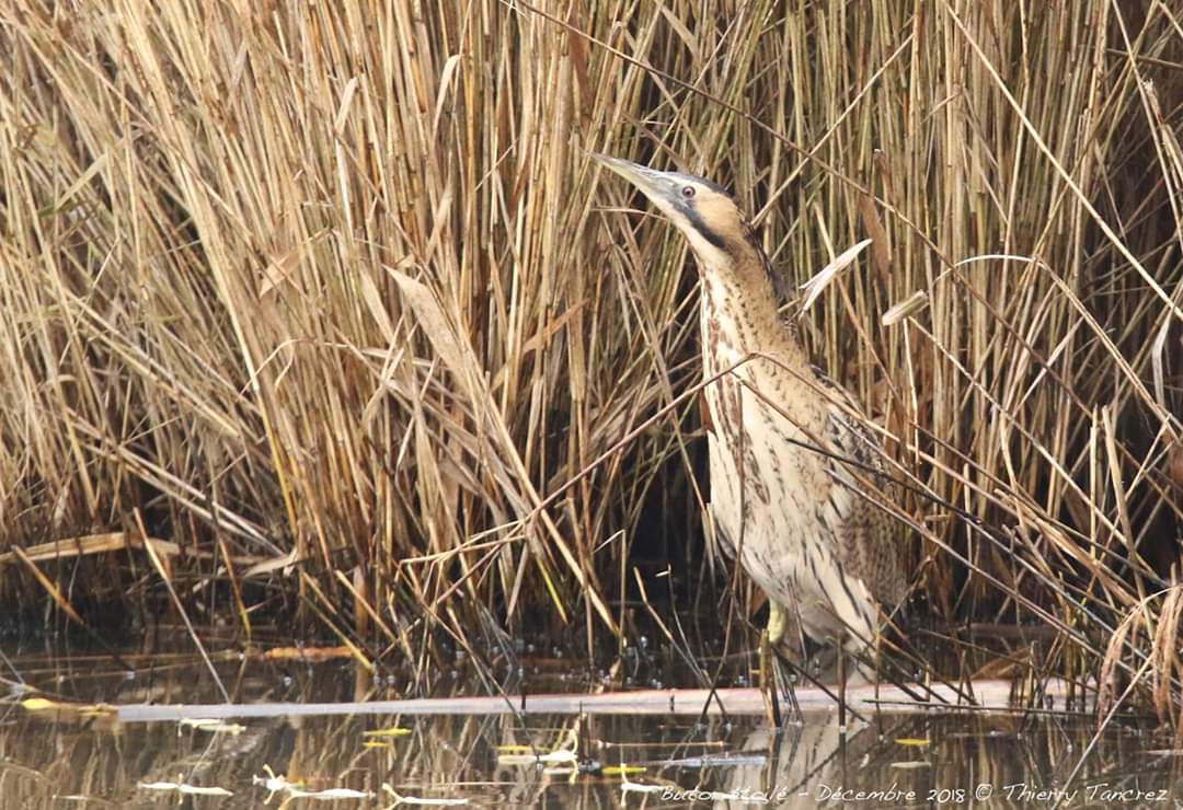 Les oiseaux de la réserve ornithologique